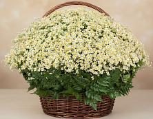 Цветочная композиция из Ромашки в корзине #REPLACE_PRED# Среднем Подкумке