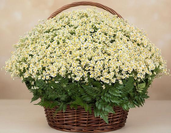 Цветочная композиция из Ромашки в корзине в Среднем Подкумке