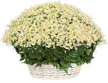 Цветочная композиция из Ромашки в корзине #REPLACE_PRED# Среднем Подкумке